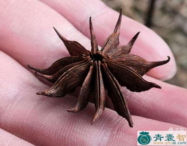 中药材假八角图片