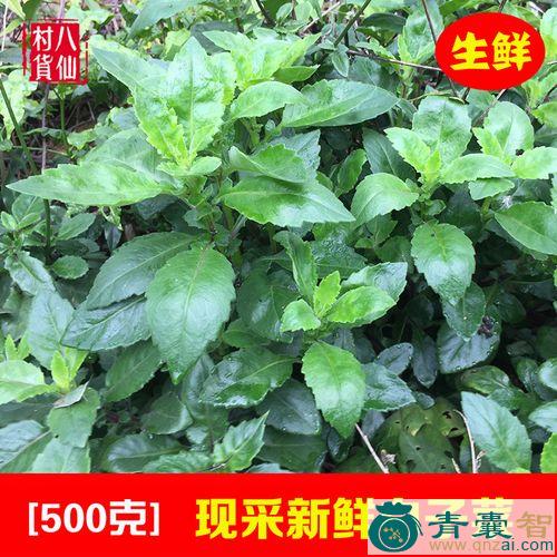 中药材假回菜图片
