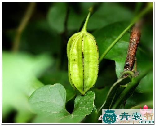 中药材假山桃图片