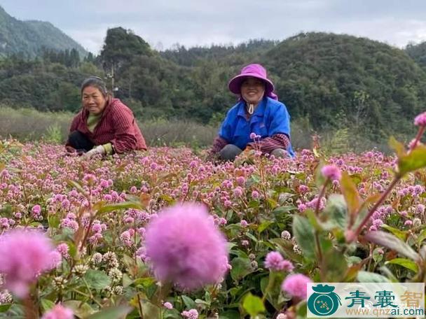 假日头花仔的性状性味归经以及功效用法和注意事项-青囊智