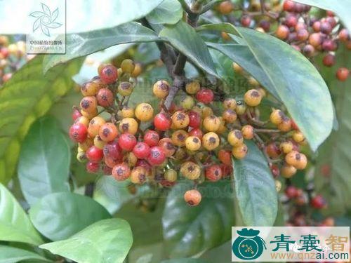 假木竹的性状性味归经以及功效用法-青囊智