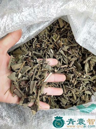 假油麻的性状性味归经以及功效用法和注意事项-青囊智