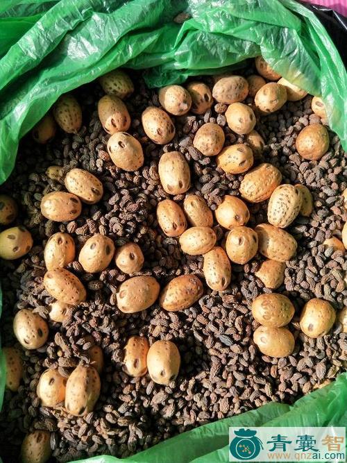 中药材假猫豆图片
