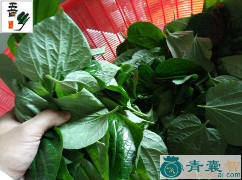 假瓮菜的性状性味归经以及功效用法-青囊智