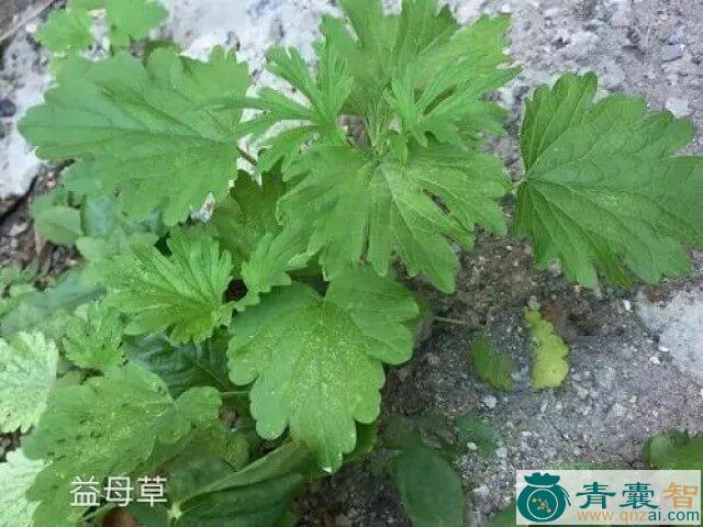 中药材假益母草图片