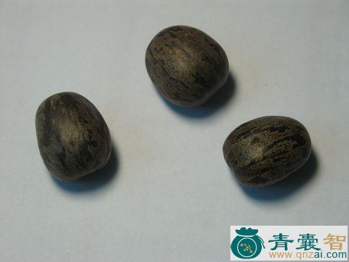 中药材假石榴图片