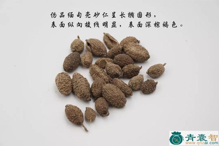 中药材假砂仁图片