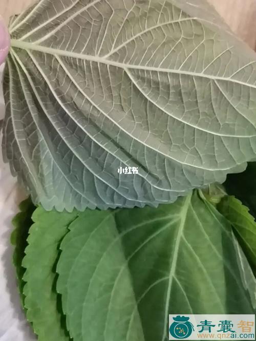 中药材假紫苏图片