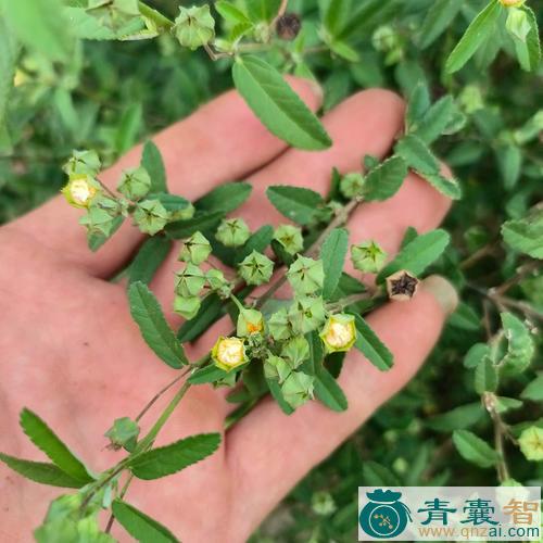 中药材假肉花图片