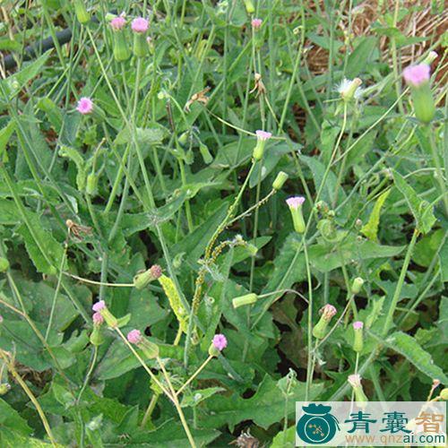 中药材假芥兰图片