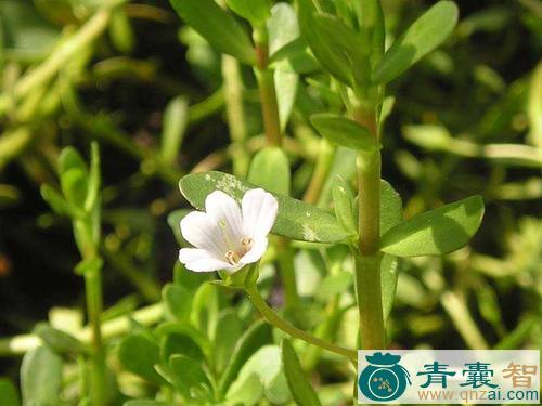 假苋菜的性状性味归经以及功效用法-青囊智