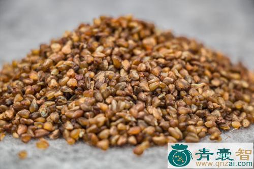 中药材假苦荠图片
