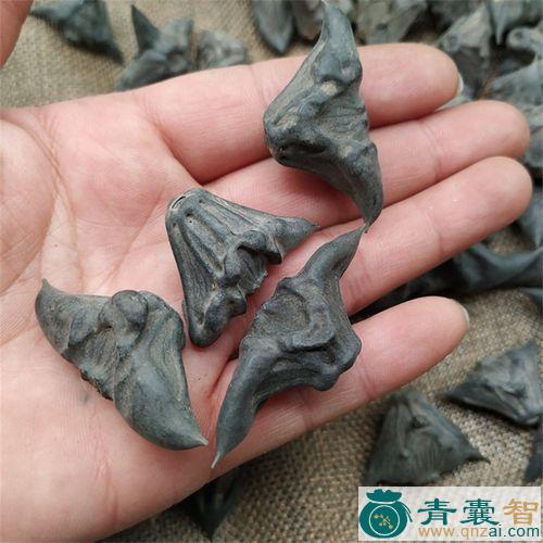 中药材假菱角图片