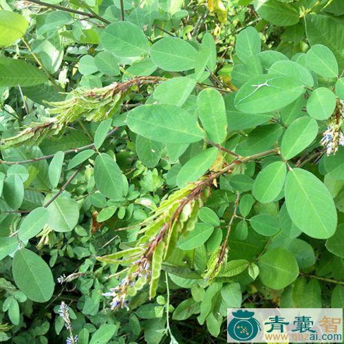 中药材假薯藤图片