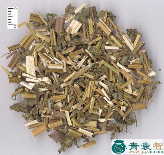 中药材假藿香图片