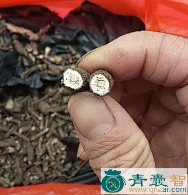 中药材假血党图片