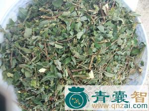 假酒饼叶的性状性味归经以及功效用法-青囊智