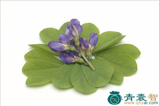 中药材假靛青图片