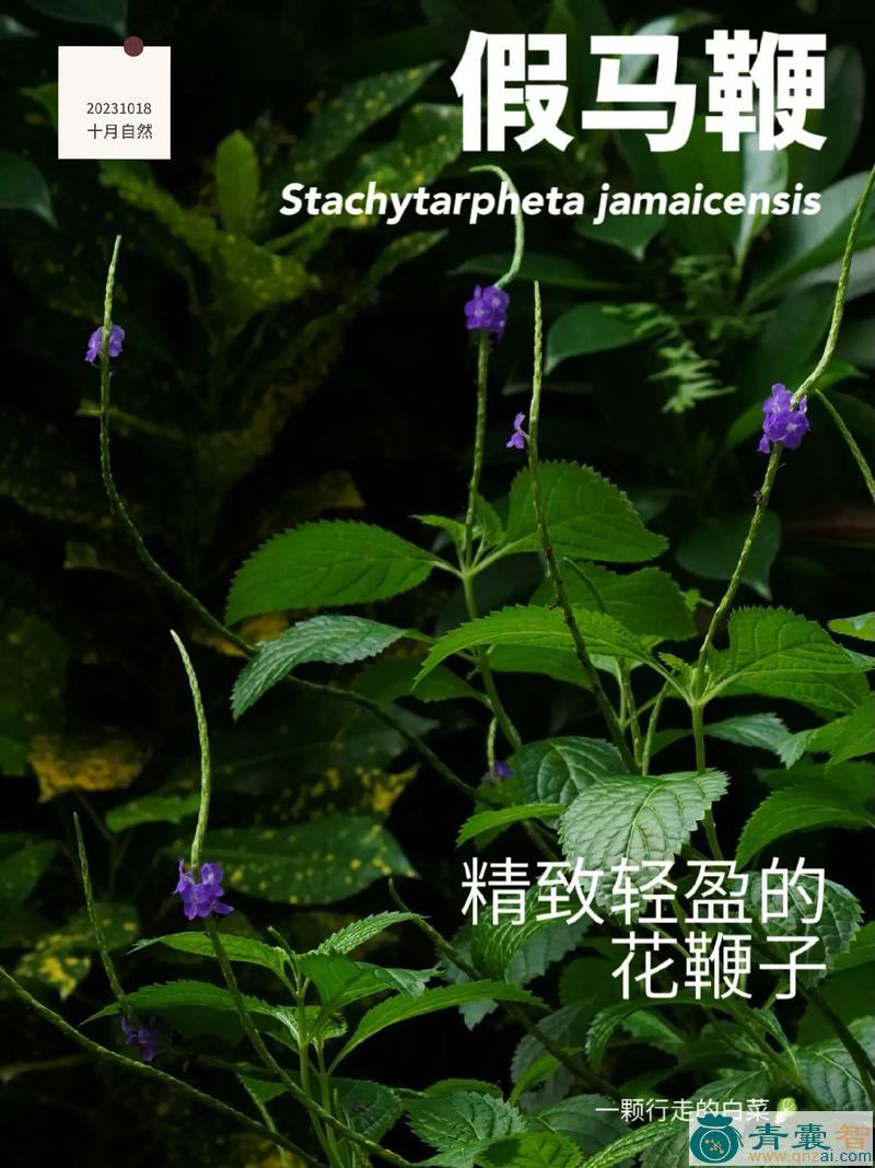 中药材假马鞭图片