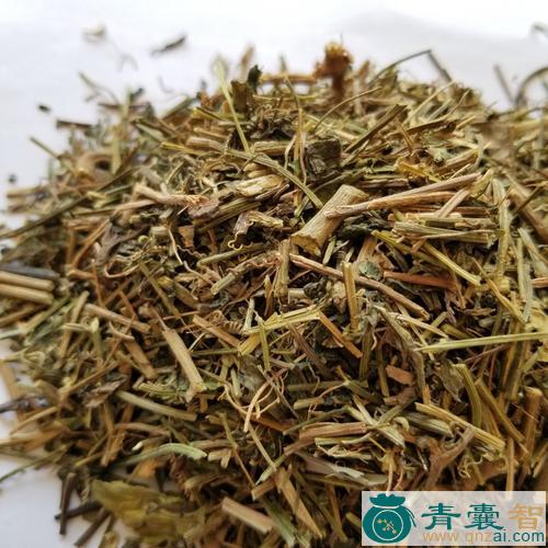 中药材假鱼胆图片