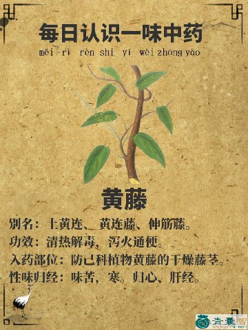 中药材假黄藤图片