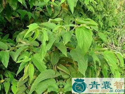 中药材假黄麻图片