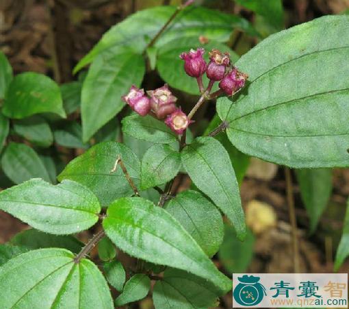 中药材偏瓣花根图片