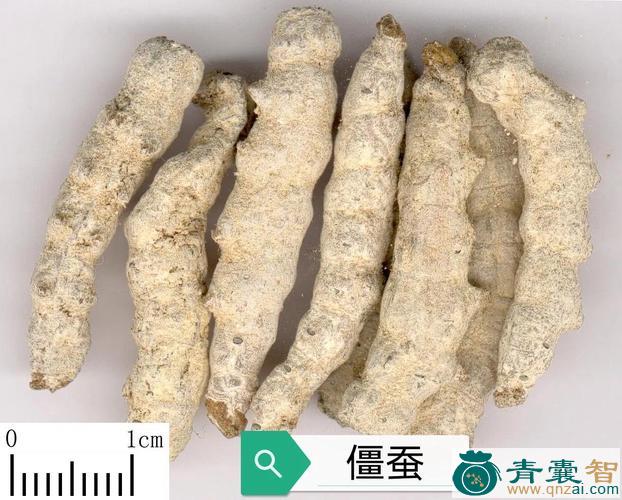 僵蚕的性状性味归经以及功效用法和注意事项-青囊智