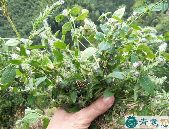 中药材儿童草图片