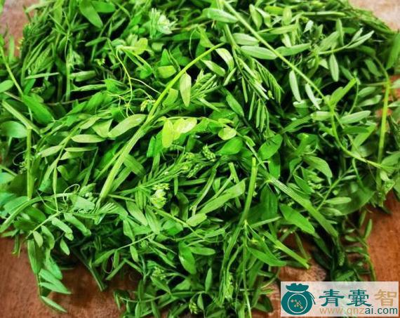 中药材元修菜图片