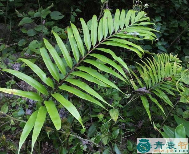 中药材光亮密网蕨图片