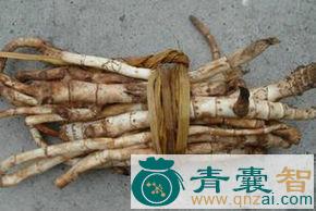 中药材光光叶根图片