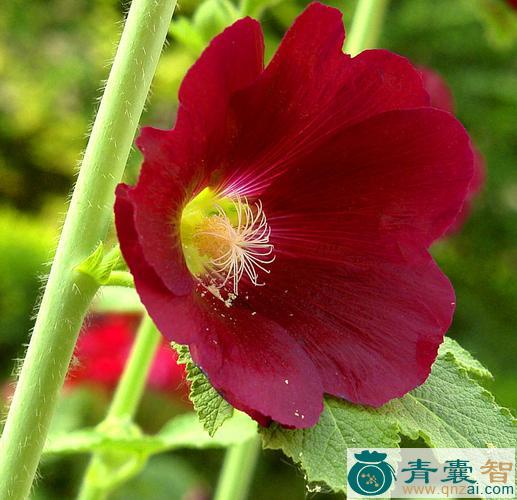 中药材光光花图片