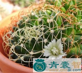 中药材光刺乳突球图片
