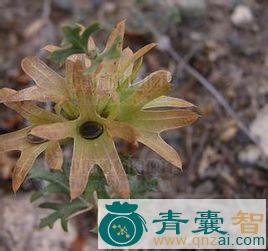 中药材光刺兔唇花图片