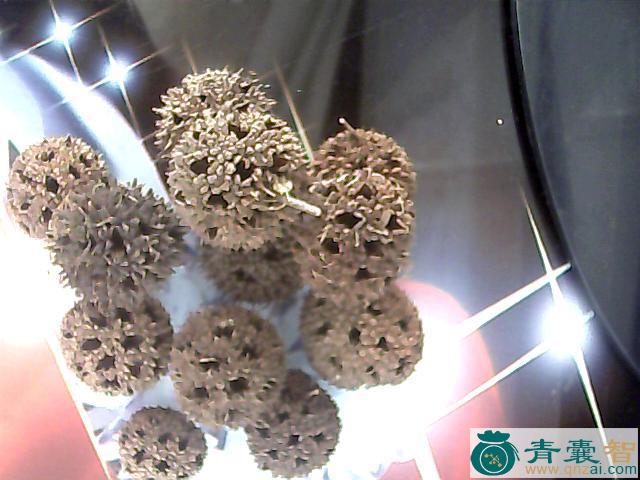 光刺长突球的性味归经以及功效用法-青囊智