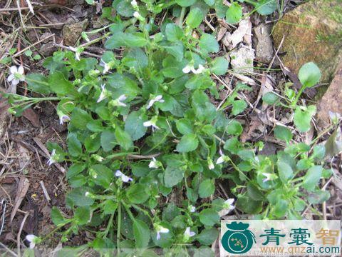 中药材光匍伏堇图片
