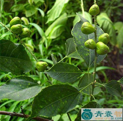 光叶朱藤的性状性味归经以及功效用法-青囊智