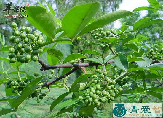 中药材光叶花椒图片