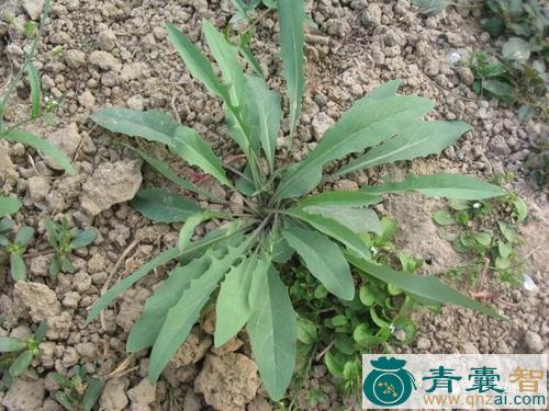 中药材光叶苦荬菜图片
