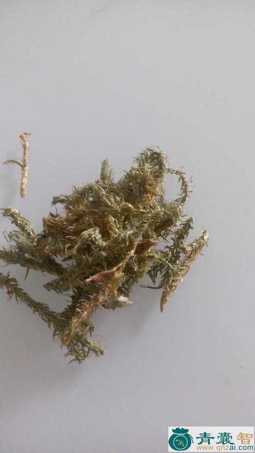 中药材光旁图片