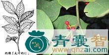 光狗棍根皮的性味归经以及功效用法-青囊智