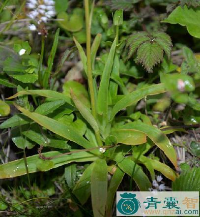 中药材光肺筋草图片