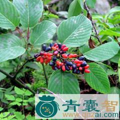 中药材光背勾儿茶图片