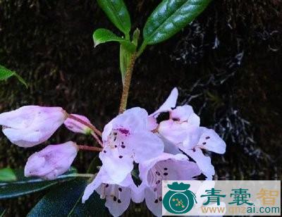 中药材光背杜鹃图片