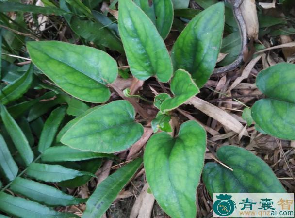 中药材免耳草图片