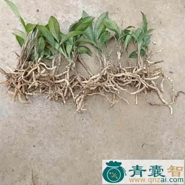 兔儿苗的性状性味归经以及功效用法-青囊智