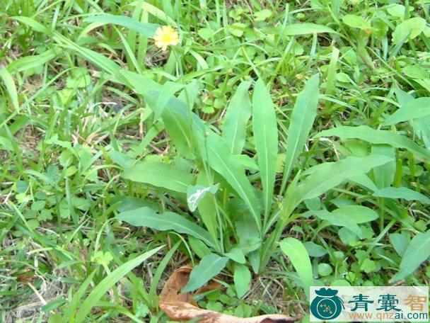 中药材兔儿草图片