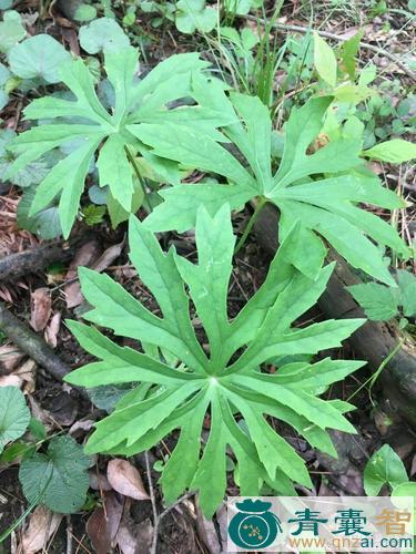 兔打伞的性状性味归经以及功效用法和注意事项-青囊智