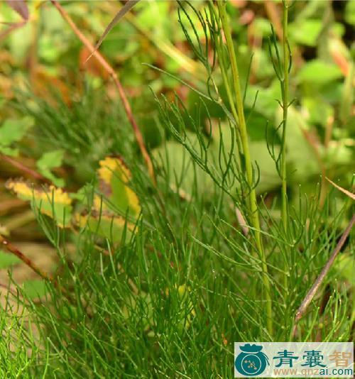 中药材兔毛蒿图片